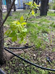 Acer negundo