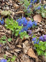 Corydalis turtschaninovii