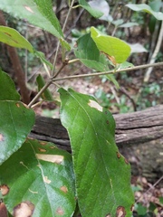 Guettarda scabra image