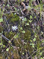 Leibnitzia anandria