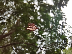Gasteracantha doriae