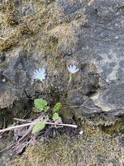 Leibnitzia anandria