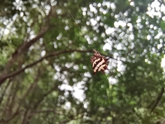 Gasteracantha doriae