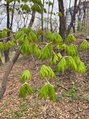 Acer pseudosieboldianum