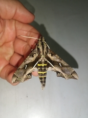 Hemeroplanes triptolemus