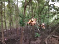 Gasteracantha doriae