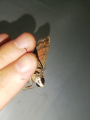 Hemeroplanes triptolemus