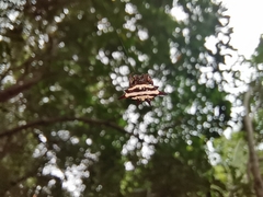 Gasteracantha doriae