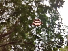 Gasteracantha doriae