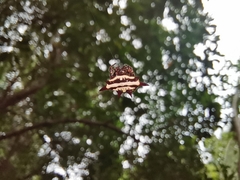 Gasteracantha doriae