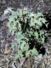 Berberis dictyota