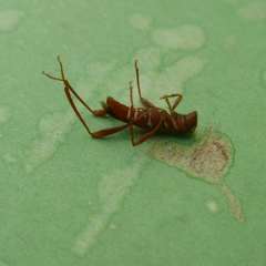 Neoclytus acuminatus hesperus