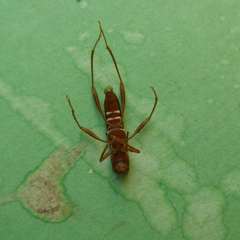 Neoclytus acuminatus hesperus