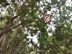 Gasteracantha doriae