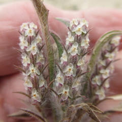 Plantago wrightiana