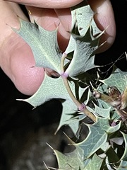Berberis dictyota