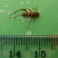 Neoclytus acuminatus hesperus