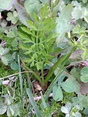 Daucus carota sativus