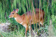 Tragelaphus sylvaticus meneliki