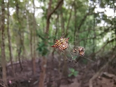 Gasteracantha doriae