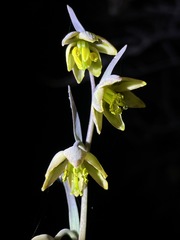 Fritillaria viridea