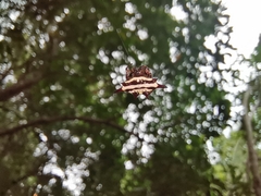 Gasteracantha doriae