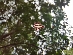 Gasteracantha doriae