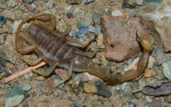 Paruroctonus