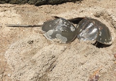 Carcinoscorpius rotundicauda