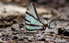 Protographium epidaus epidaus