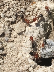 Myrmecocystus placodops