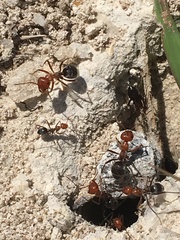 Myrmecocystus placodops