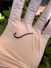 Lumbricus terrestris