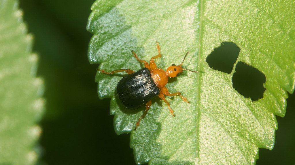 Tomapoderus ruficollis from 대한민국 경상남도 진주시 on May 5, 2021 at 06:04 PM by ...