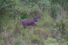 Tragelaphus sylvaticus meneliki