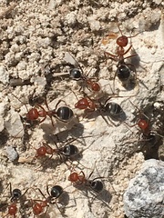 Myrmecocystus placodops