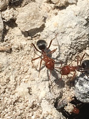 Myrmecocystus placodops