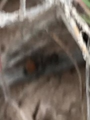 Dasymutilla texanella