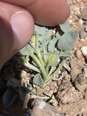 Acleisanthes nevadensis