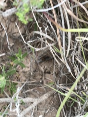 Dasymutilla texanella