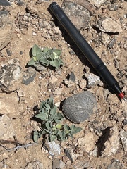 Acleisanthes nevadensis