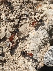 Myrmecocystus placodops