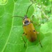 Chauliognathus flavipes - Photo no rights reserved, uploaded by Kahio Tiberio Mazon