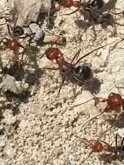 Myrmecocystus placodops