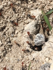 Myrmecocystus placodops