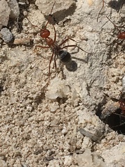 Myrmecocystus placodops