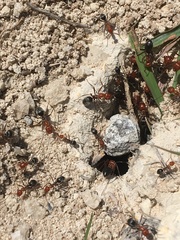 Myrmecocystus placodops