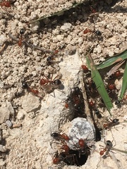 Myrmecocystus placodops