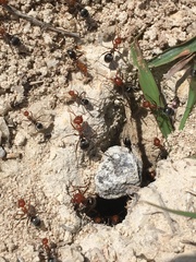 Myrmecocystus placodops