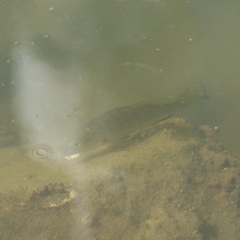 Lutjanus novemfasciatus